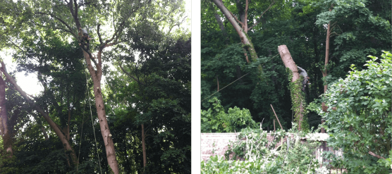 Abattage d’un arbre en Essonne