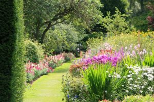 plantes-vivaces-paysagiste