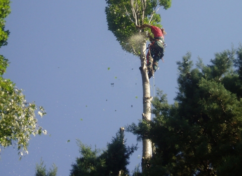 Élagage d’un arbre devenu dangereux