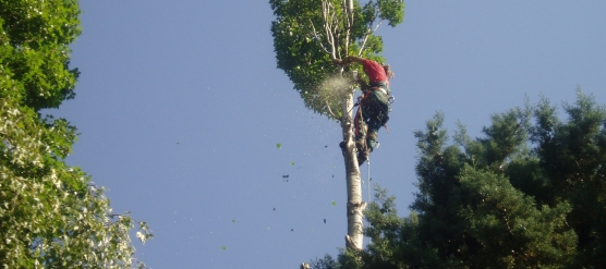 Entreprise d’élagage en Essonne, Projardins une valeur sure