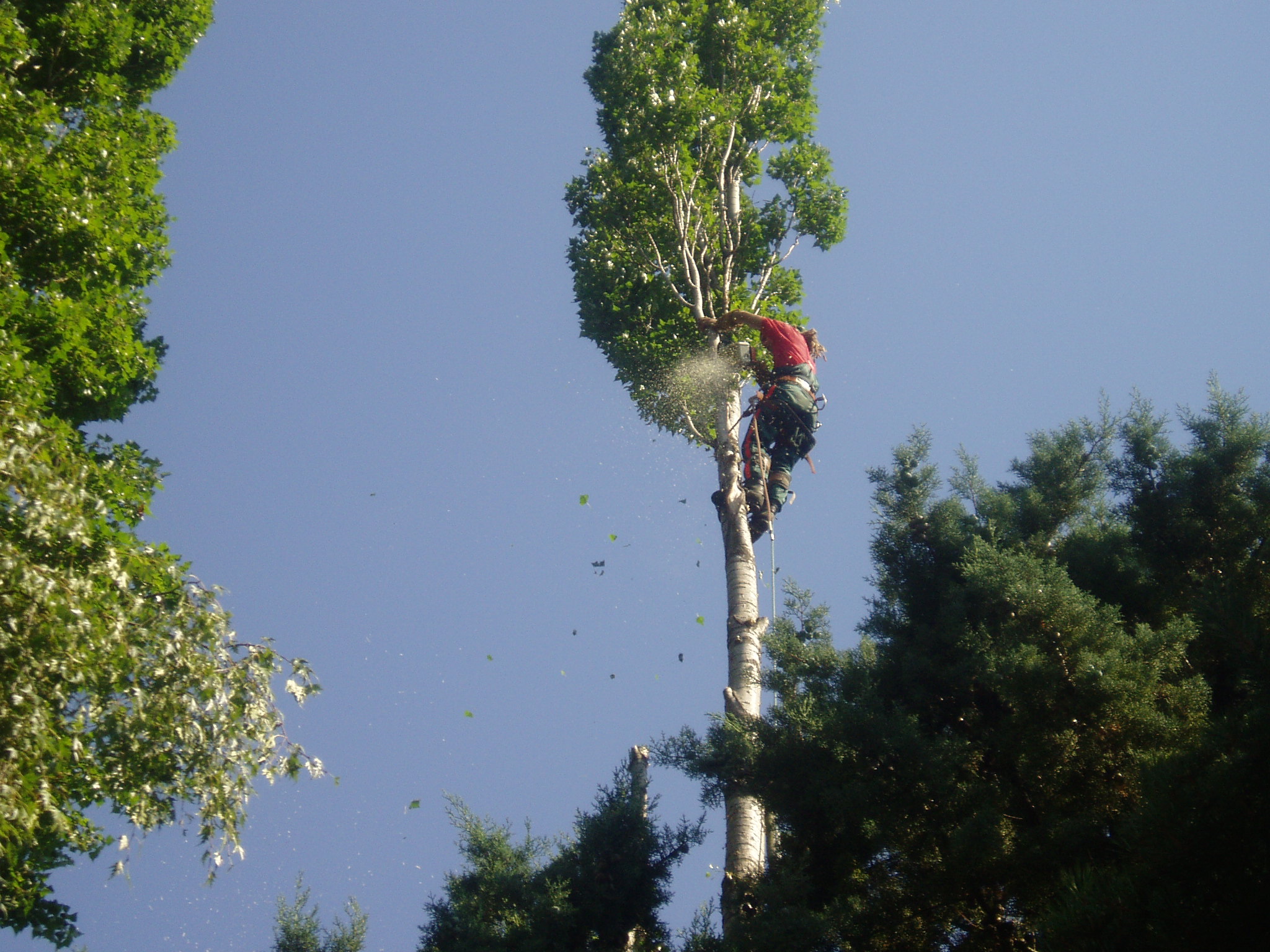 Entreprise d&rsquo;élagage en Essonne, Projardins une valeur sure