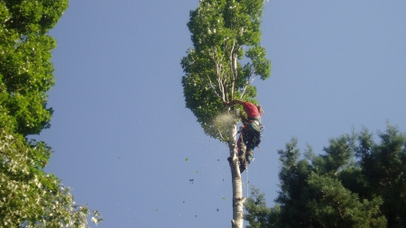 Abattage par démontage