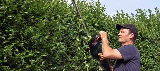 Taille de haie en Essonne, PROJARDINS, professionnels à votre service